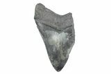Partial Fossil Megalodon Tooth - South Carolina #362568-1